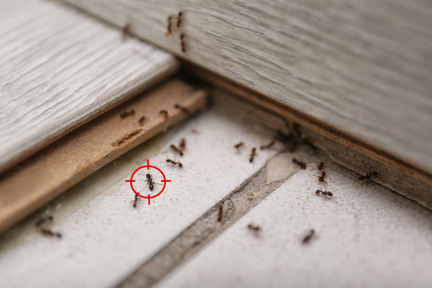Best Residential Pest Control  in Englewood, NJ