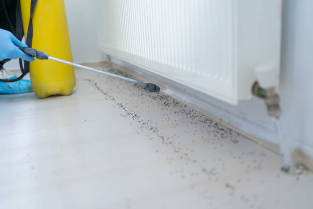 Best Wasp Removal Services  in Englewood, NJ
